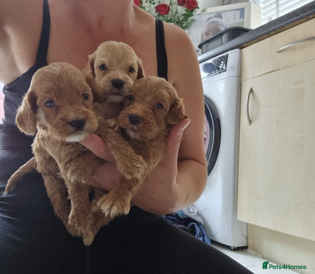 Cockapoo dogs for sale: Cockapoo puppies  - Image 17