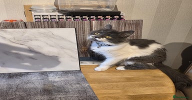 Ragdoll cats - Advert 1