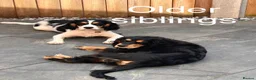 Cocker Spaniel dogs for sale: Beautiful cocker spaniel puppies  in Stoke-on-Trent - Advert 8