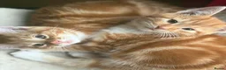 Mixed Breed cats for sale: Stunning British Shorthair Mix Kittens 🐾✨ - Advert 15