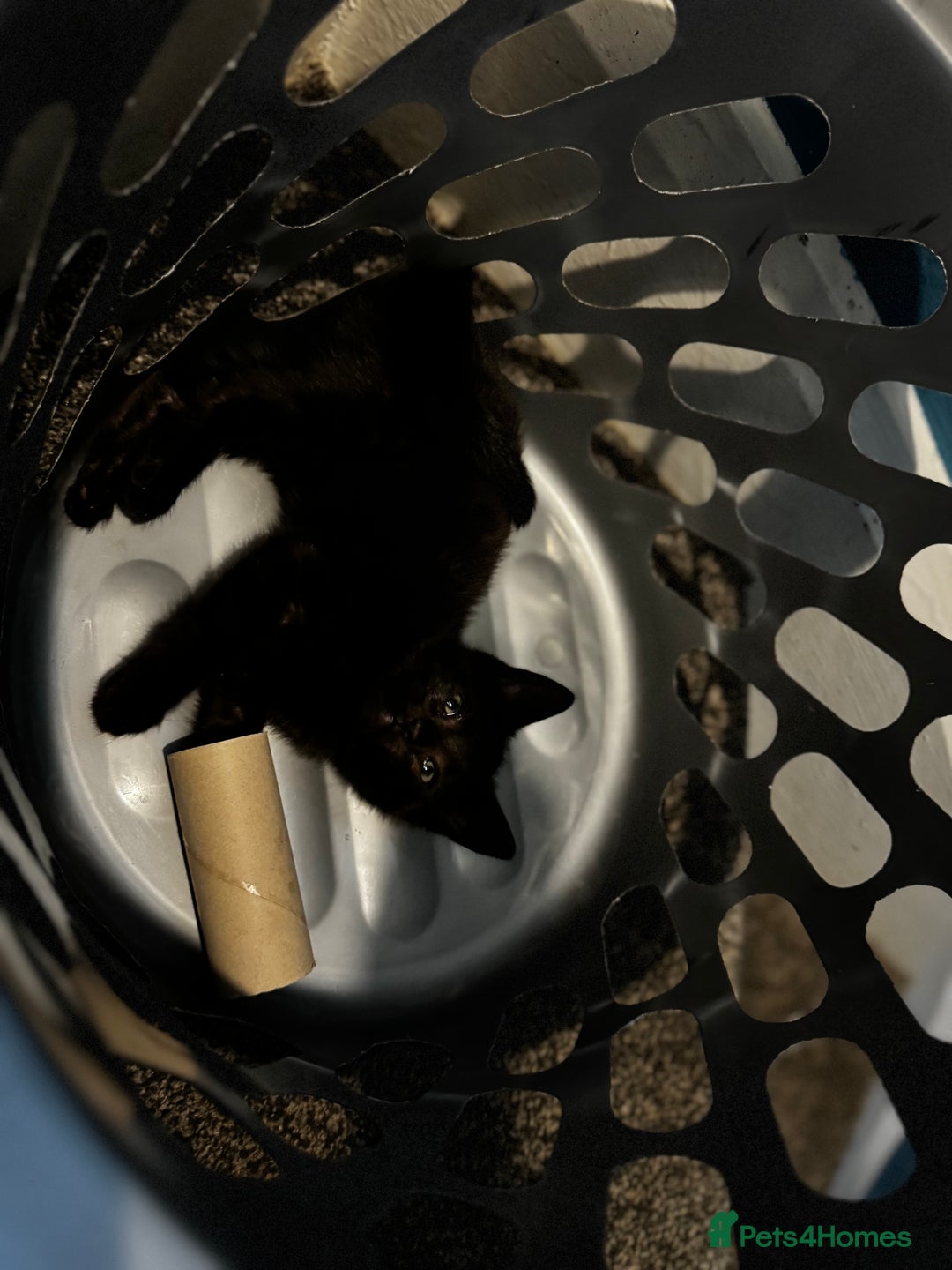Mixed Breed cats for sale: Kitten  - Image 6