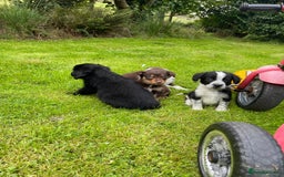 Mixed Breed dogs for sale: Sprollie puppies ❤️ - Image 6