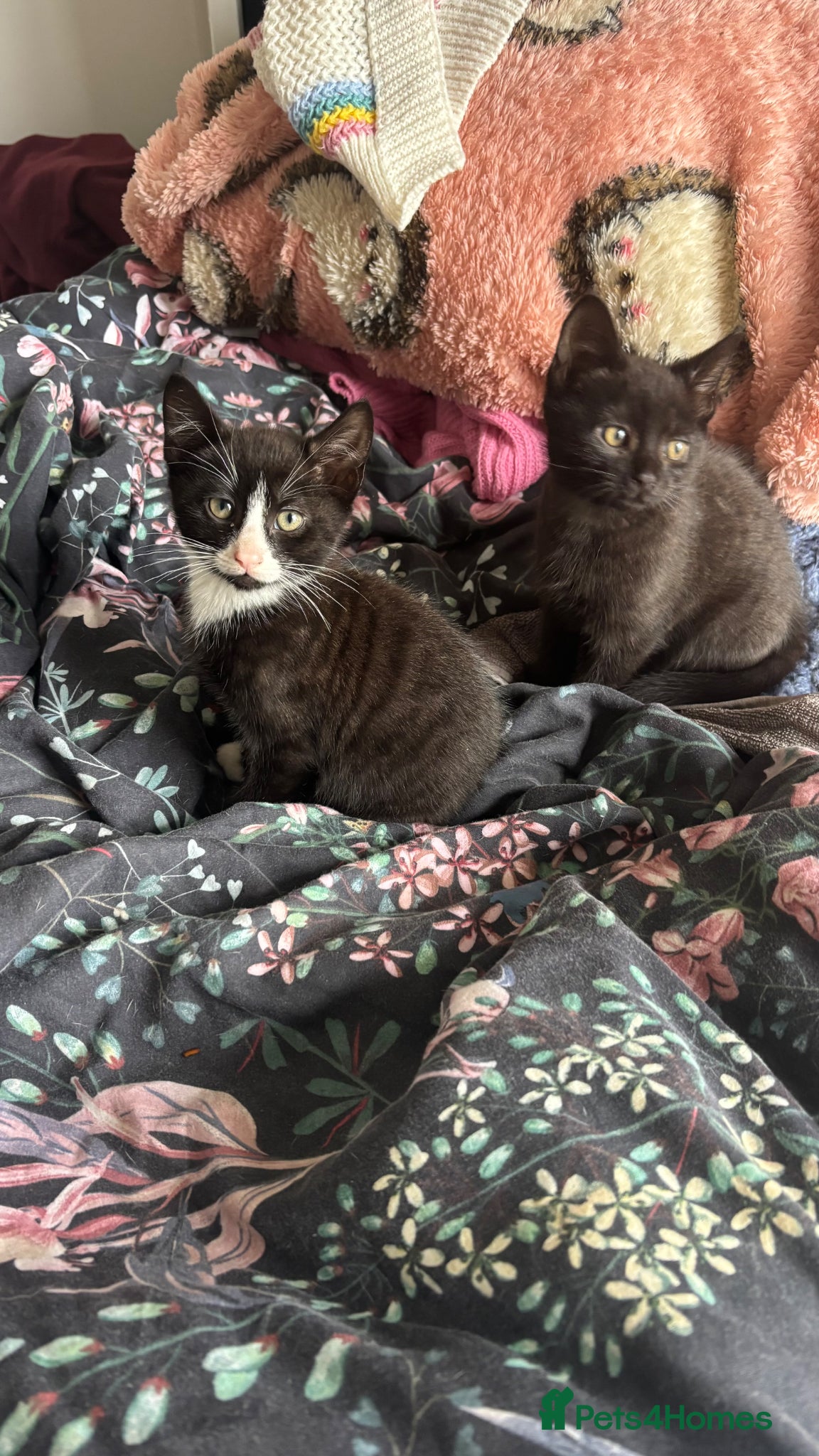 Mixed Breed cats for sale: Kittens for sale - Advert 11