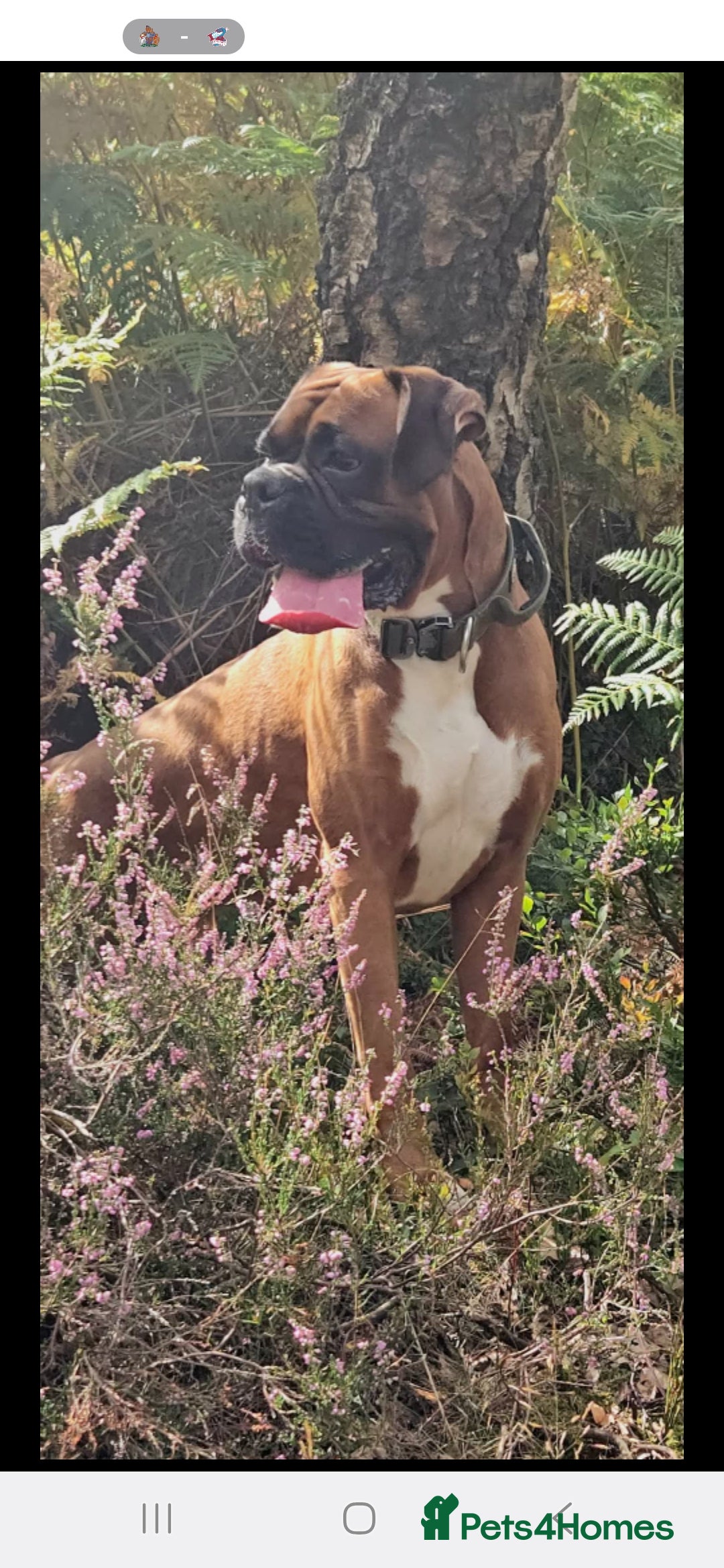 Boxer dogs for stud: Male boxer aged 2 ready for stud duties 🥰 - Advert 4
