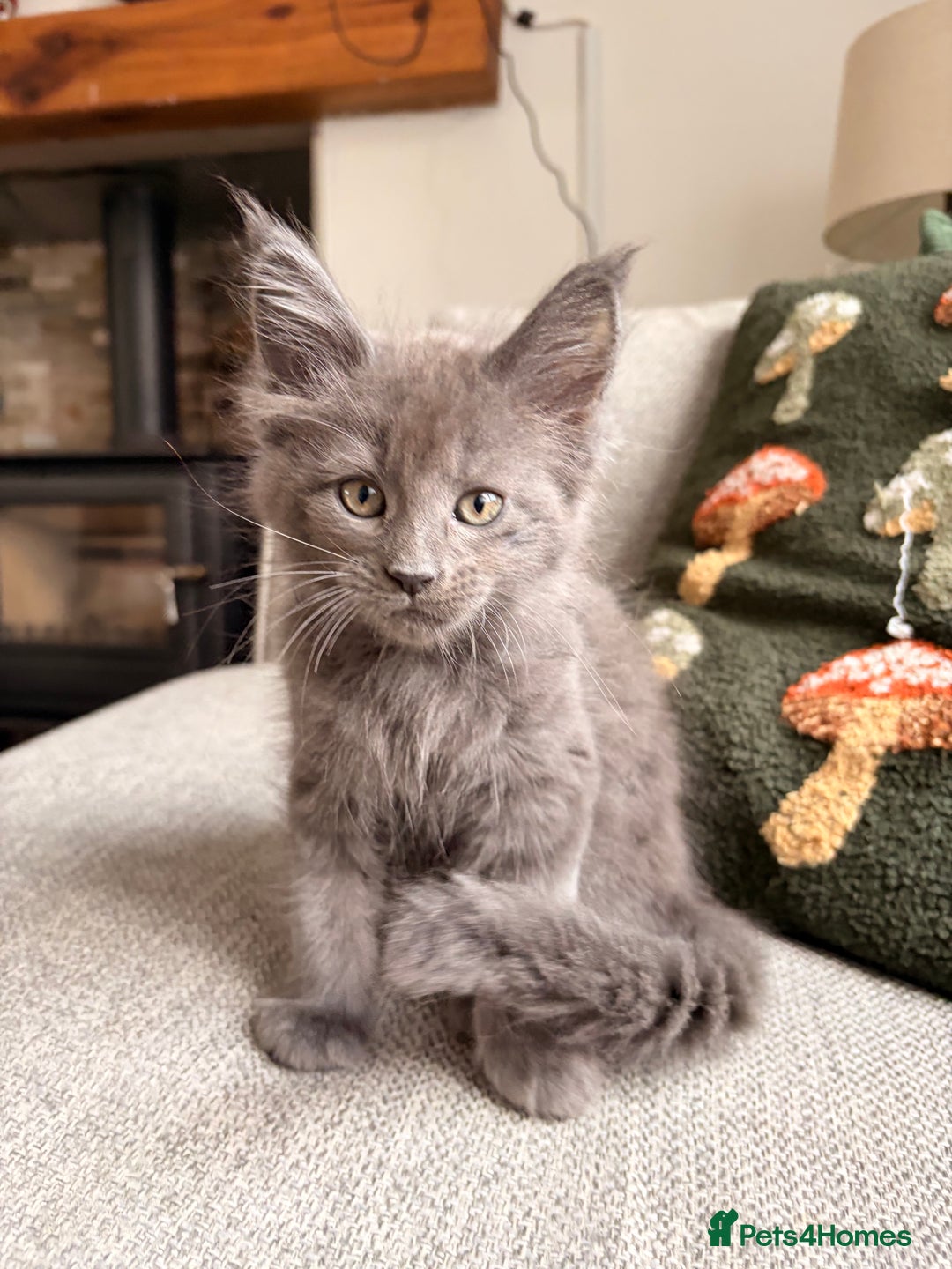 Maine Coon cats for sale: Halloween babies 🎃🐈‍⬛ 2 girls left - Advert 3