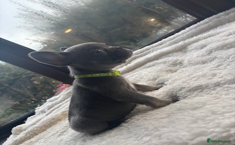 French Bulldog dogs - Advert 11