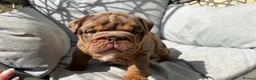 English Bulldog dogs for sale: English Bulldog Puppies - Advert 26