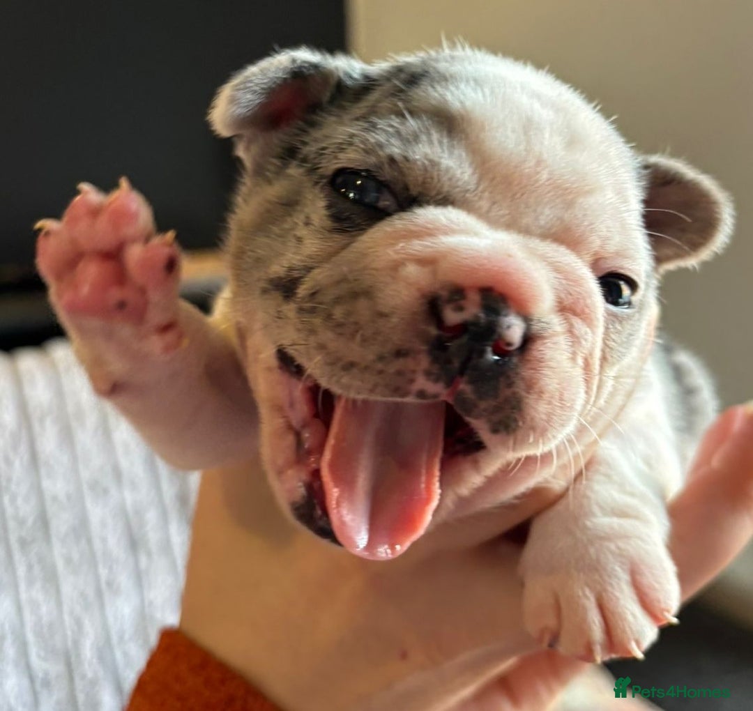 French Bulldog dogs for sale: 9 Beautiful French Bulldog Puppies for Sale - Image 9