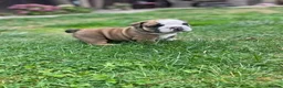 English Bulldog dogs for sale: Beautiful English Bulldog Puppies  in Swindon - Advert 11