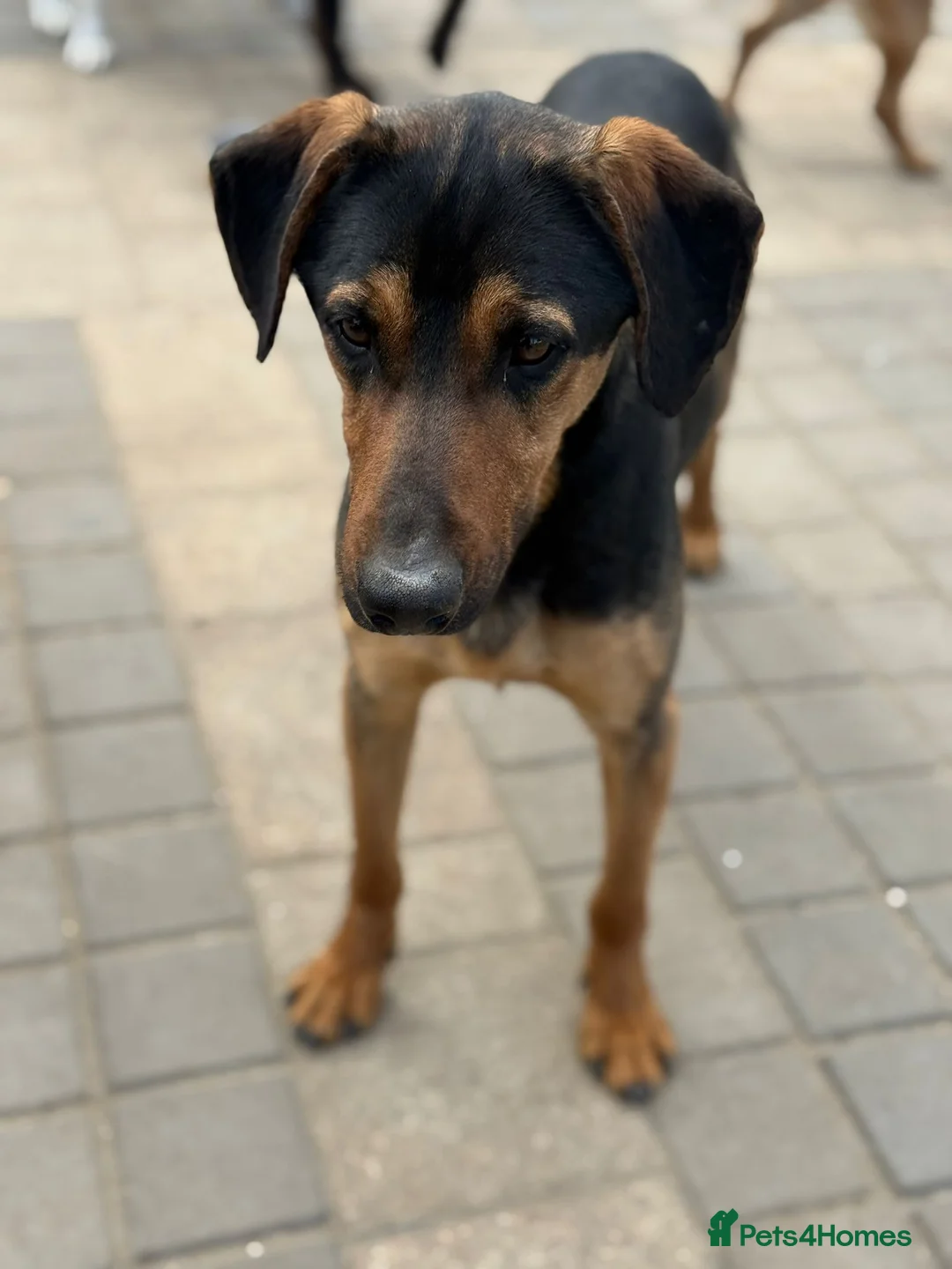 Mixed Breed dogs for adoption: Cute Pedro is ready to find his family - Advert 24
