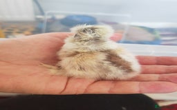 Chickens poultry for sale: USA silkie, jumbo coturnix, celadon quails - Image 22