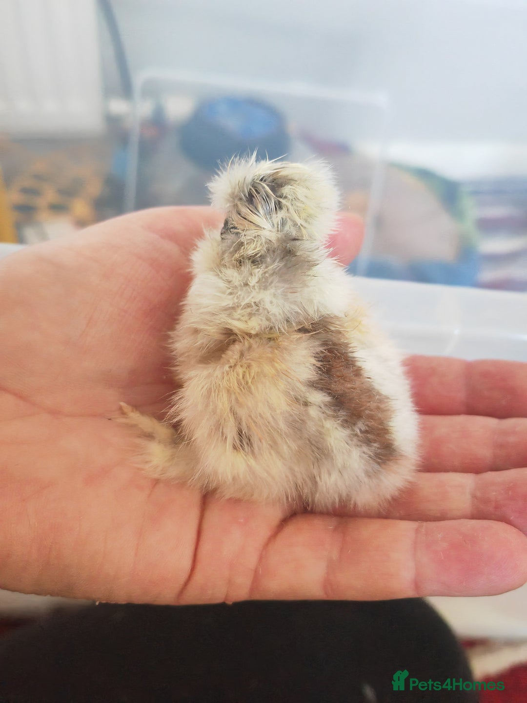 Chickens poultry for sale: USA silkie, jumbo coturnix, celadon quails - Image 22