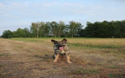 German Shepherd dogs for sale: Rescued  female Working Line German Shephard  - Image 6