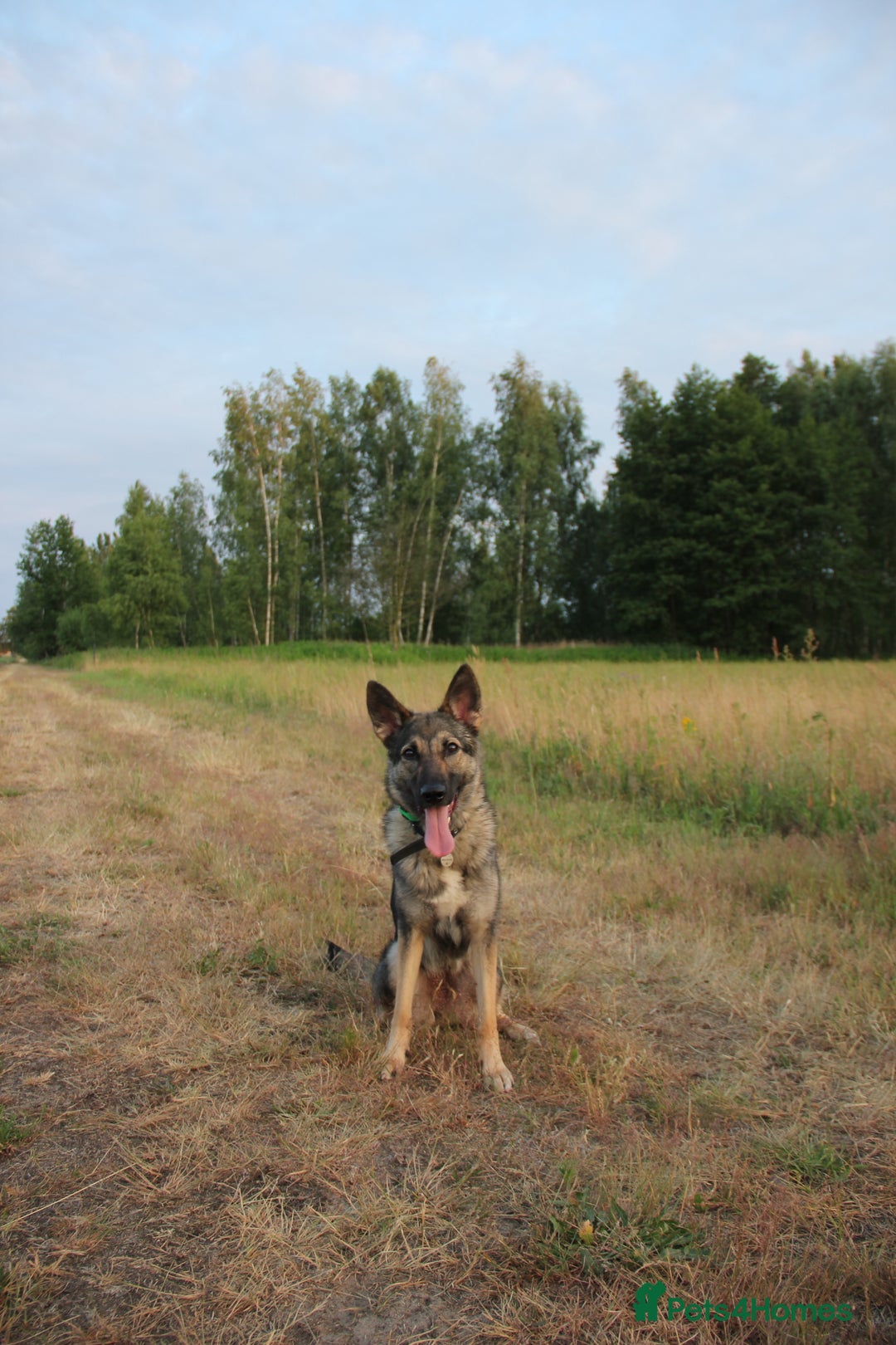 German Shepherd dogs for sale: Rescued  female Working Line German Shephard  - Image 6
