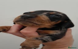 Miniature Dachshund dogs for sale: 🐾 Miniature Dachshund Puppies 🐶  - Image 19