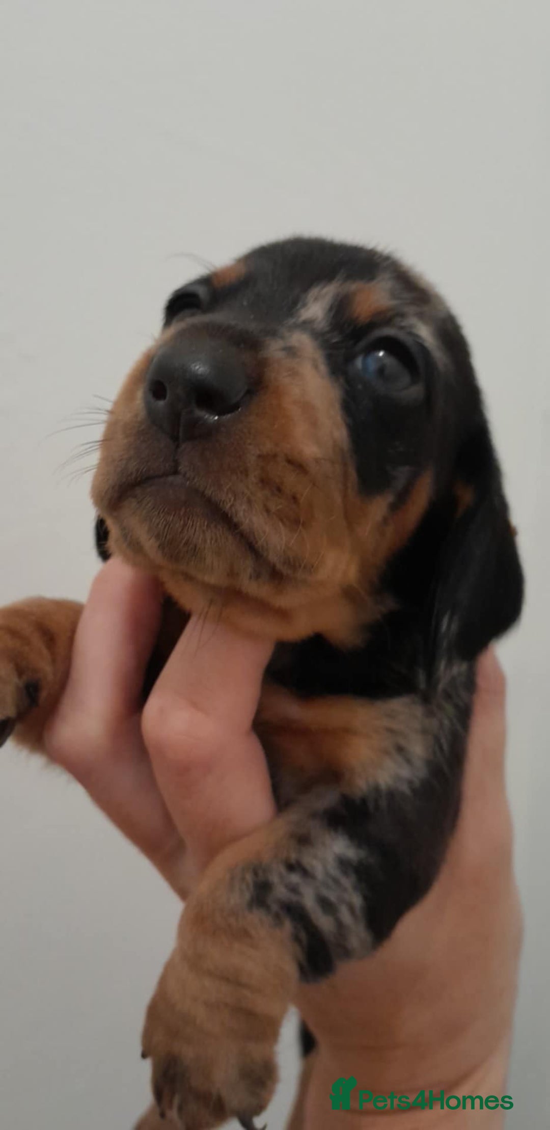 Miniature Dachshund dogs for sale: 🐾 Miniature Dachshund Puppies 🐶  - Image 19
