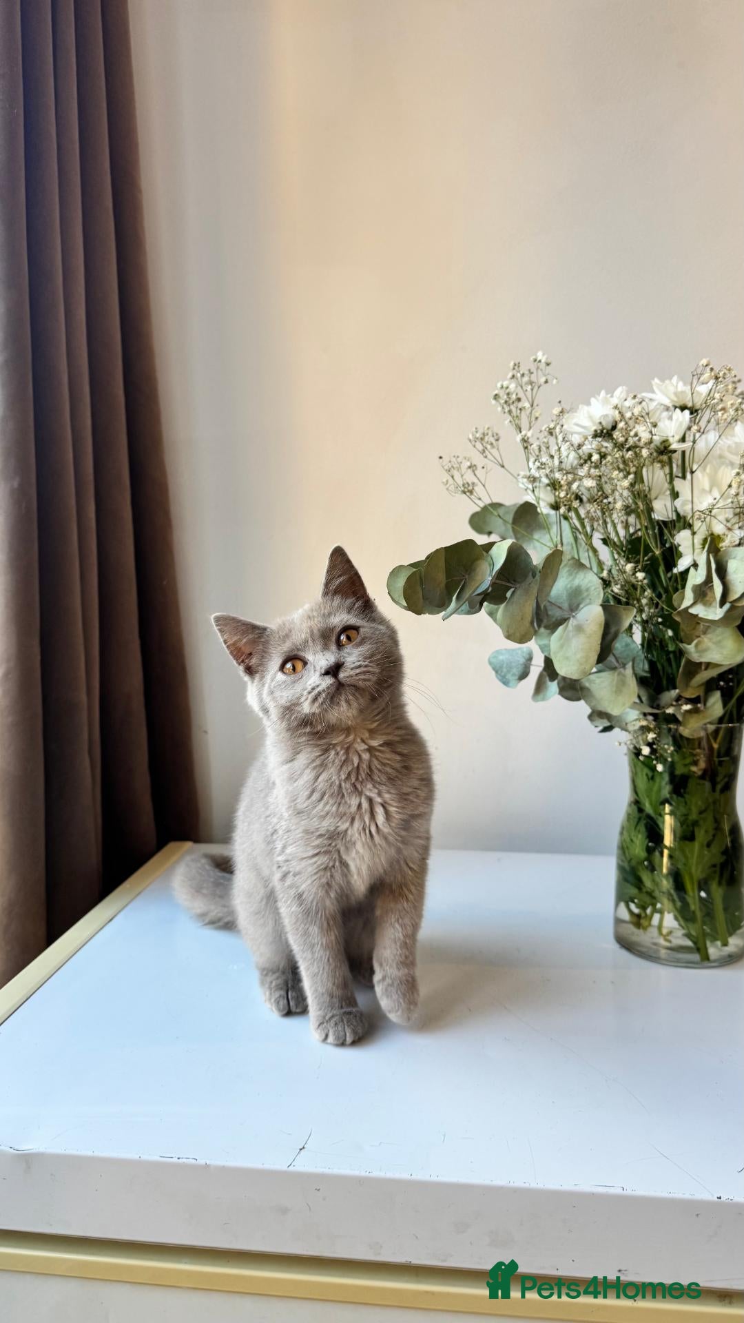 British Shorthair cats Beautiful Boy British Shorthairs for Sale  - Advert 4