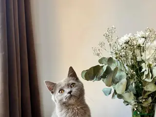 British Shorthair cats Beautiful Boy British Shorthairs for Sale - Advert 2