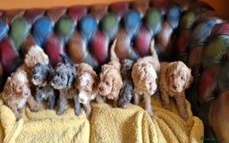Cavapoo dogs for sale: Gorgeous f1b Cavapoo puppys.Health tested parents  - Image 34