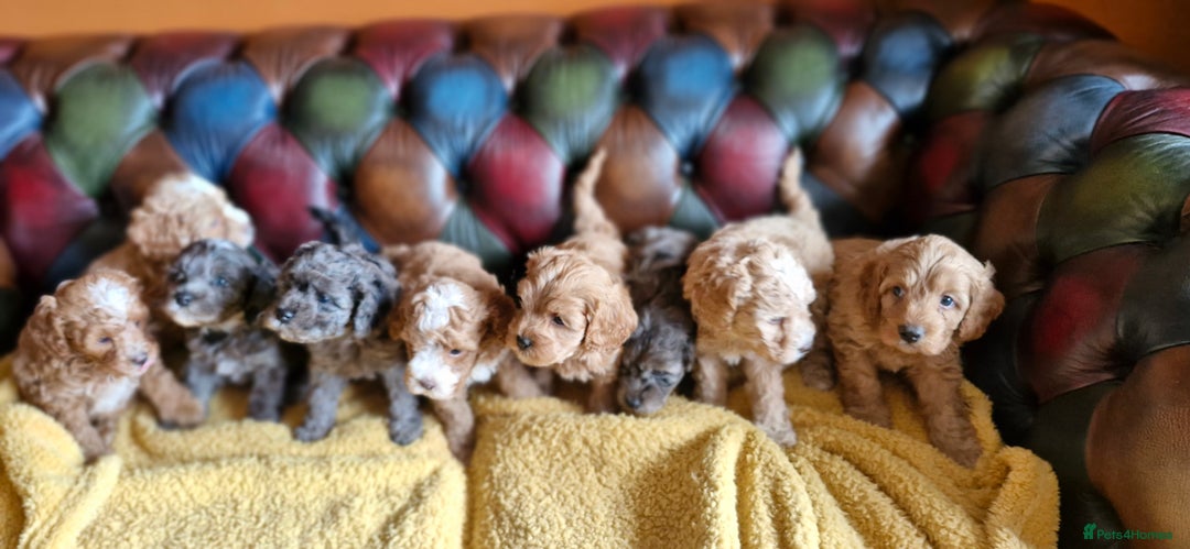 Cavapoo dogs for sale: Gorgeous f1b Cavapoo puppys.Health tested parents  - Image 34