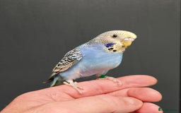 Budgerigars birds for sale: Gorgeous Baby Budgies ready now!!! - Image 17