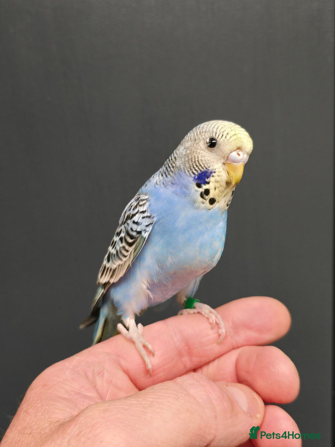 Budgerigars birds for sale: Gorgeous Baby Budgies ready now!!! - Image 17