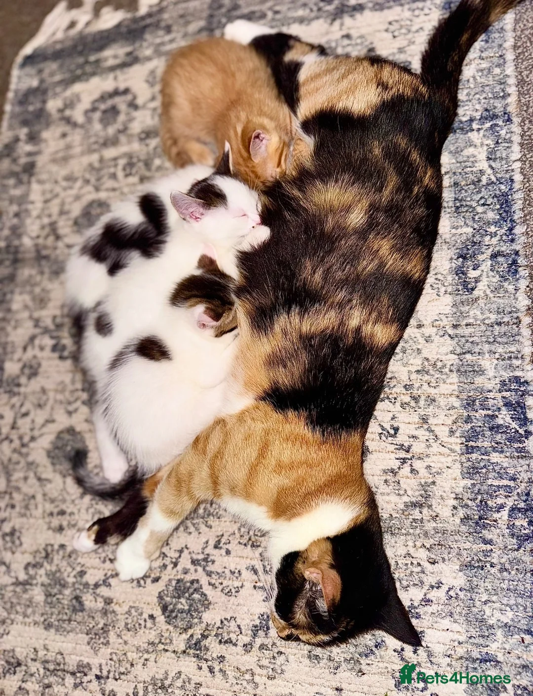 Mixed Breed cats for sale: Beautiful kittens looking for loving homes 🐾❤️ - Advert 2