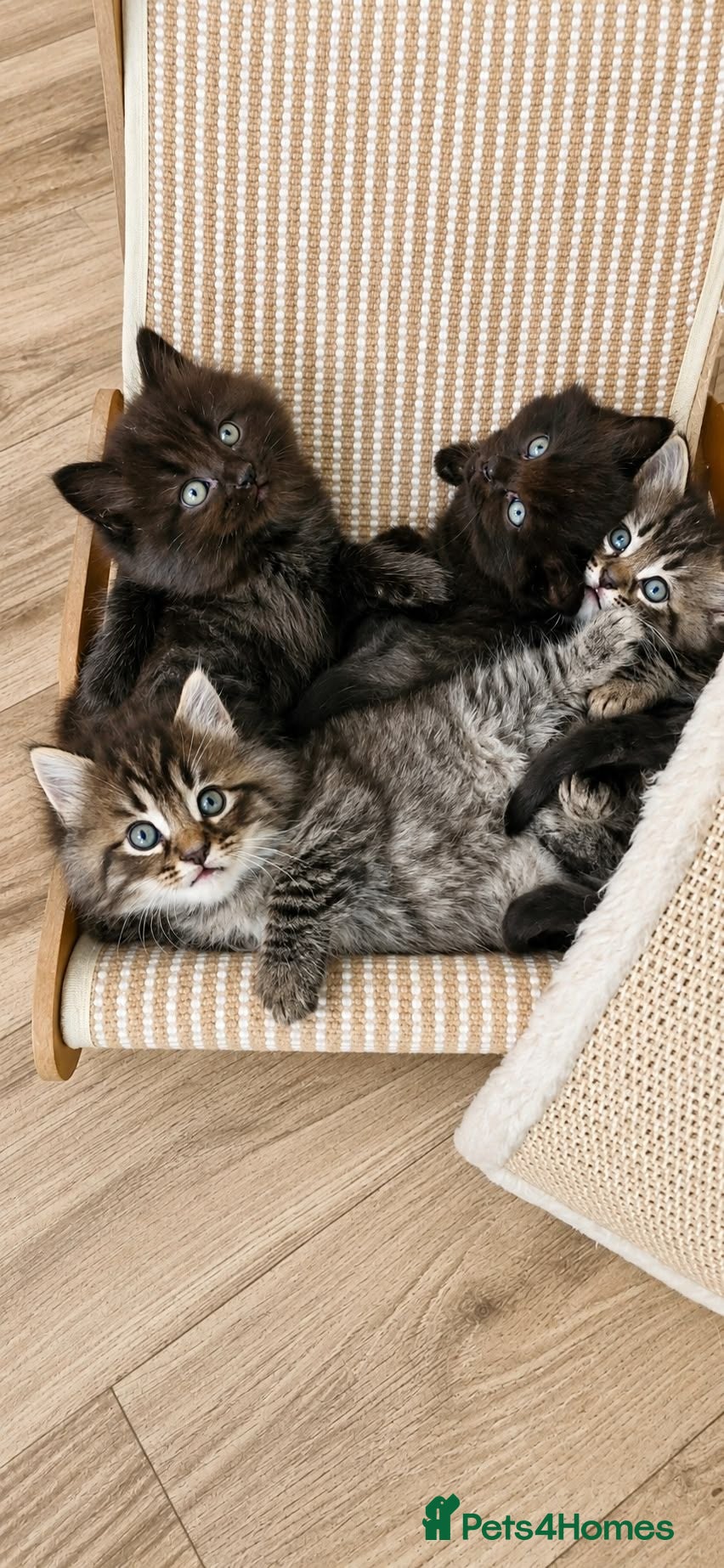 Mixed Breed cats Ragdoll mix kittens. Possible delivery * - Advert 5