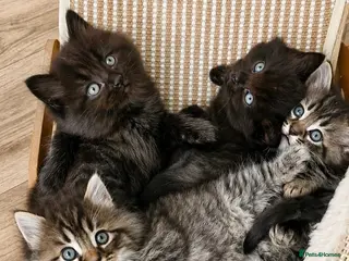 Mixed Breed cats Ragdoll mix kittens. Possible delivery * - Advert 6