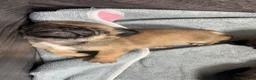 Mixed Breed dogs for sale: PUPPIESSSS in Huddersfield - Advert 3