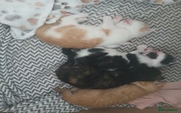 Mixed Breed cats for sale: Beautiful 3 males ginger black white kittens  - Image 2