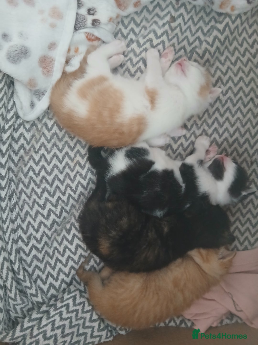 Mixed Breed cats for sale: Beautiful 3 males ginger black white kittens  - Image 2