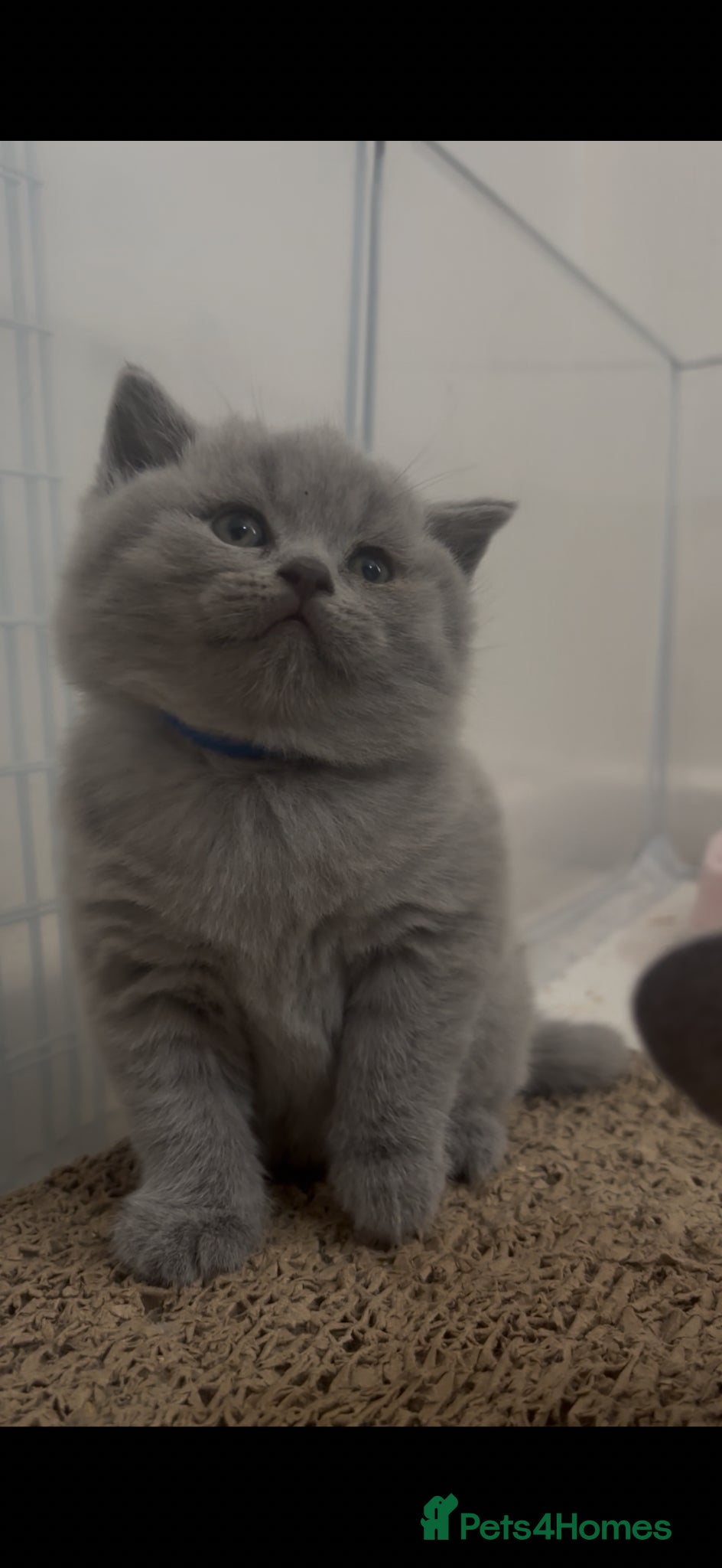 British Shorthair cats 🏆LAST CHAMPION LINE MALE🏆 Pedigree BSH Kittens - Advert 14