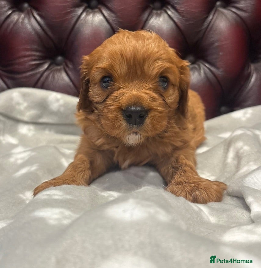 Cavalier King Charles Spaniel dogs Beautiful extensively health tested pure cavaliers - Advert 2