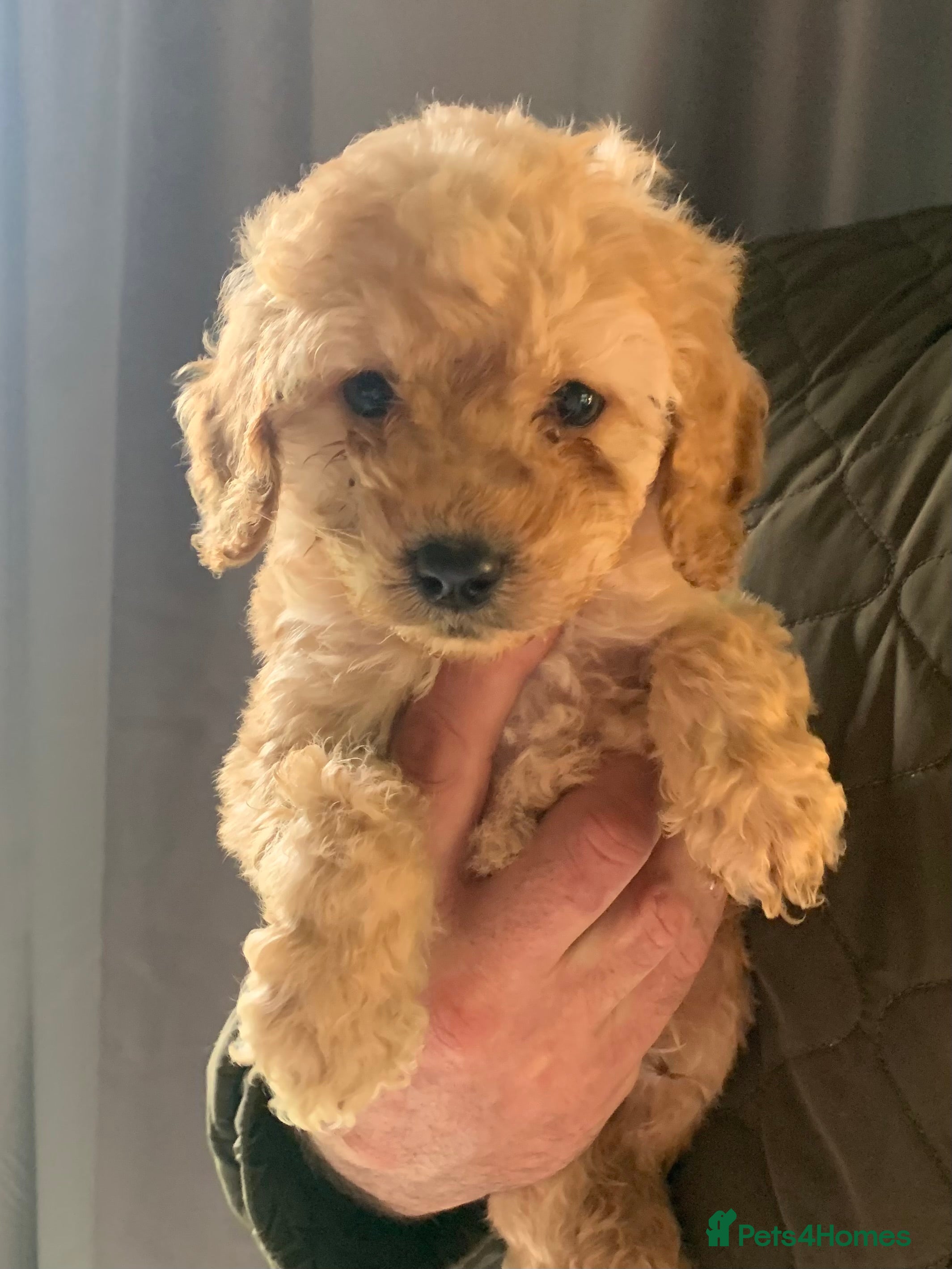 Cockapoo dogs Beautiful f1b cockapoo puppies  - Advert 15