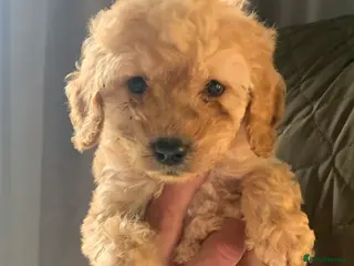 Cockapoo dogs Beautiful f1b cockapoo puppies - Advert 17