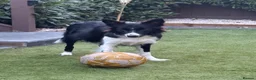 Mixed Breed dogs for sale: Border collie x Belgian Malinois  in Derby - Advert 5