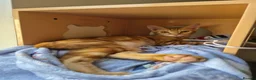 Arabian Mau cats for sale: Meet Mr Bobtail!  - Advert 5