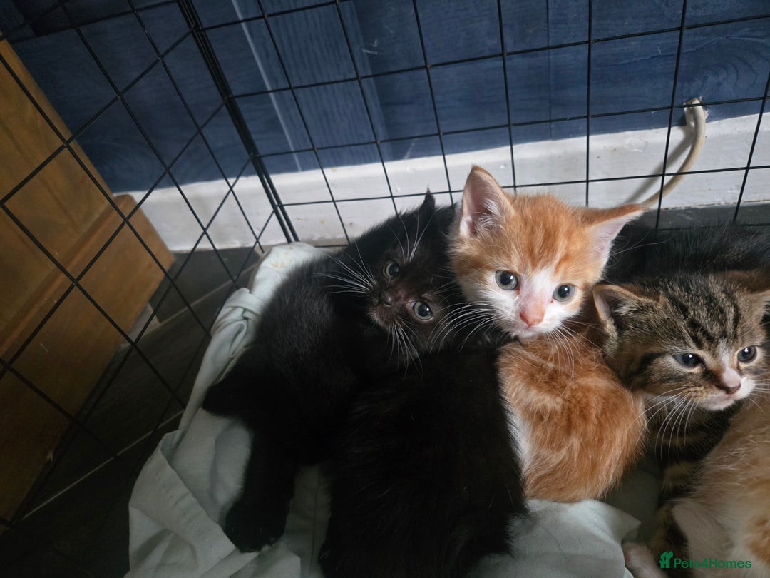 British Shorthair cats for sale: Adorable kittens - Advert 17