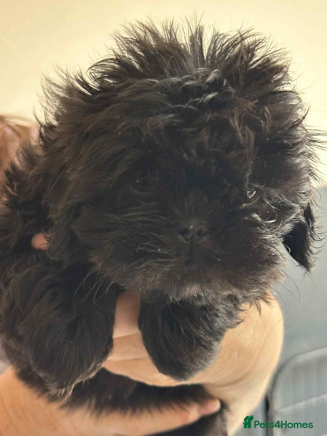 Shih Tzu dogs for sale: Pedigree shitzu puppies  - Image 7