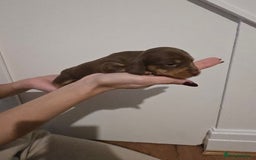 Miniature Dachshund dogs for sale: CHAMPION KC REG MINIATURE DACHSHUND PUPS.  - Image 16