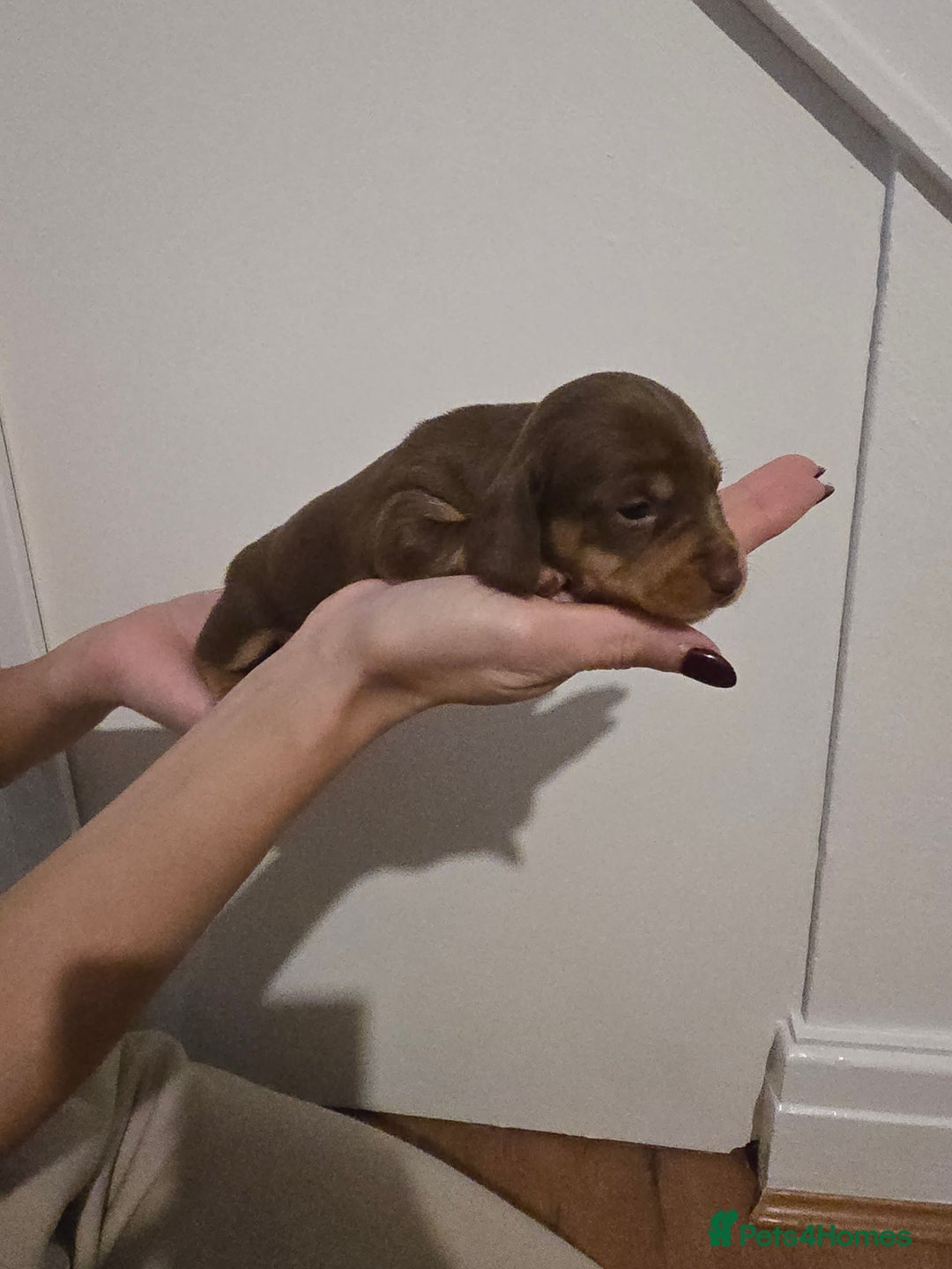 Miniature Dachshund dogs for sale: CHAMPION KC REG MINIATURE DACHSHUND PUPS.  - Image 16