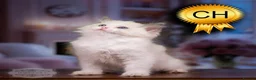 Ragdoll cats for sale: Ragdoll Kitten Boy | CHAMPION TICA £1500  - Advert 15
