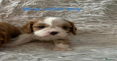 Cavalier King Charles Spaniel dogs - Advert 13