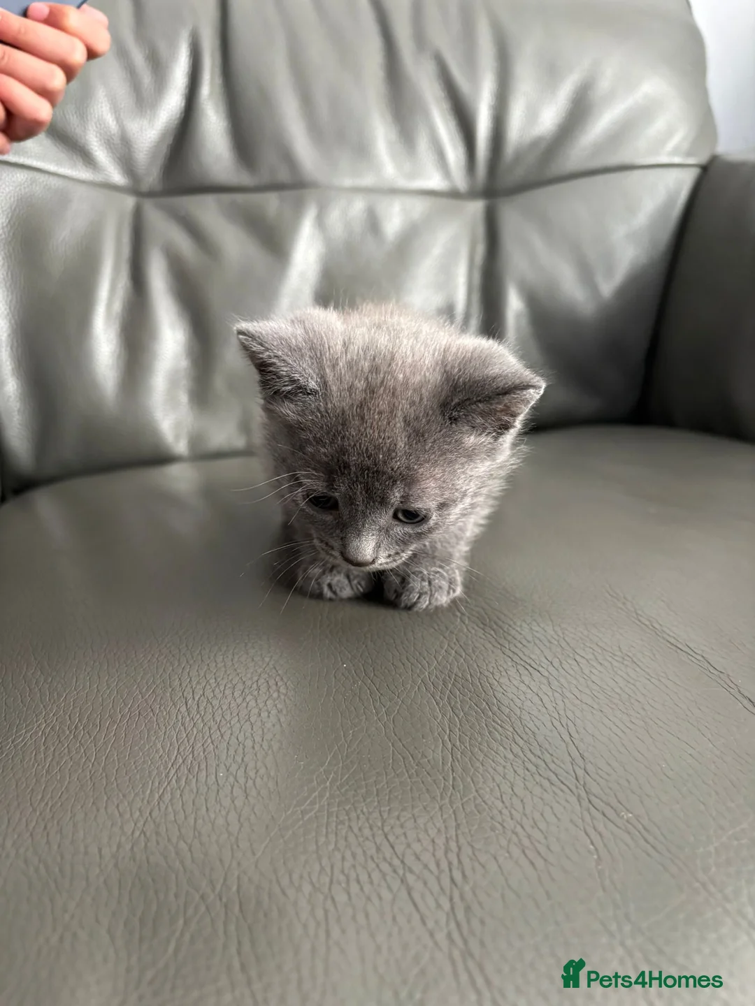 Russian Blue cats for sale: Pedigree Russian Blue Kitten in Manchester - Advert 7