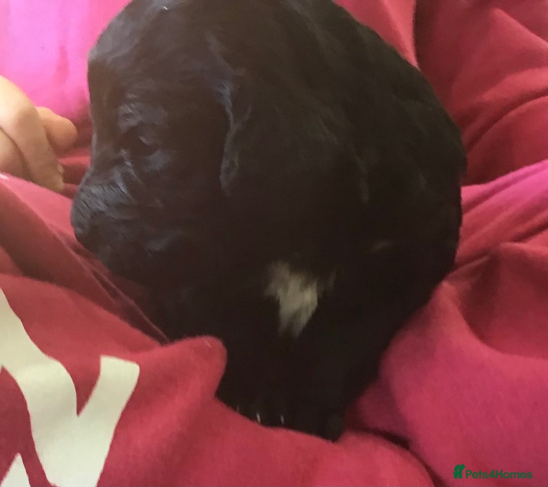 Bernedoodle dogs for sale: EXCEPTIONAL MINI BERNADOODLE PUPS. - Advert 16