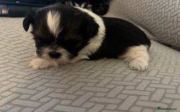 Shih Tzu dogs for sale: Beautiful Shih Zu Puppies  - Image 7