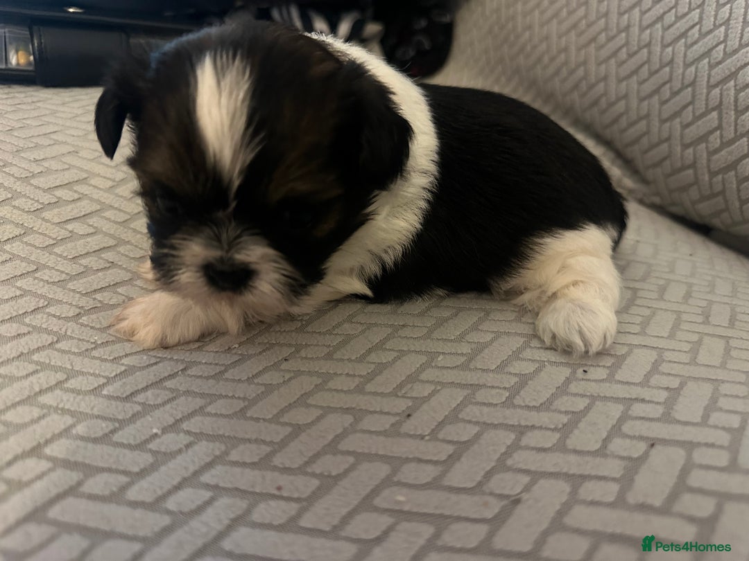 Shih Tzu dogs for sale: Beautiful Shih Zu Puppies  - Image 7