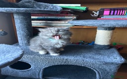 Ragdoll cats for sale: Gorgeous ragdoll male kitten to sell - Image 3