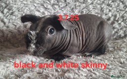 Guinea Pig rodents for sale: Skinny/werewolf sow babies  - Image 4